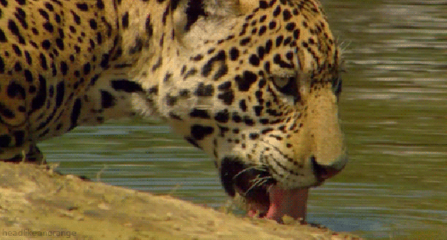 ARAS - ONÇA - PANTANAL